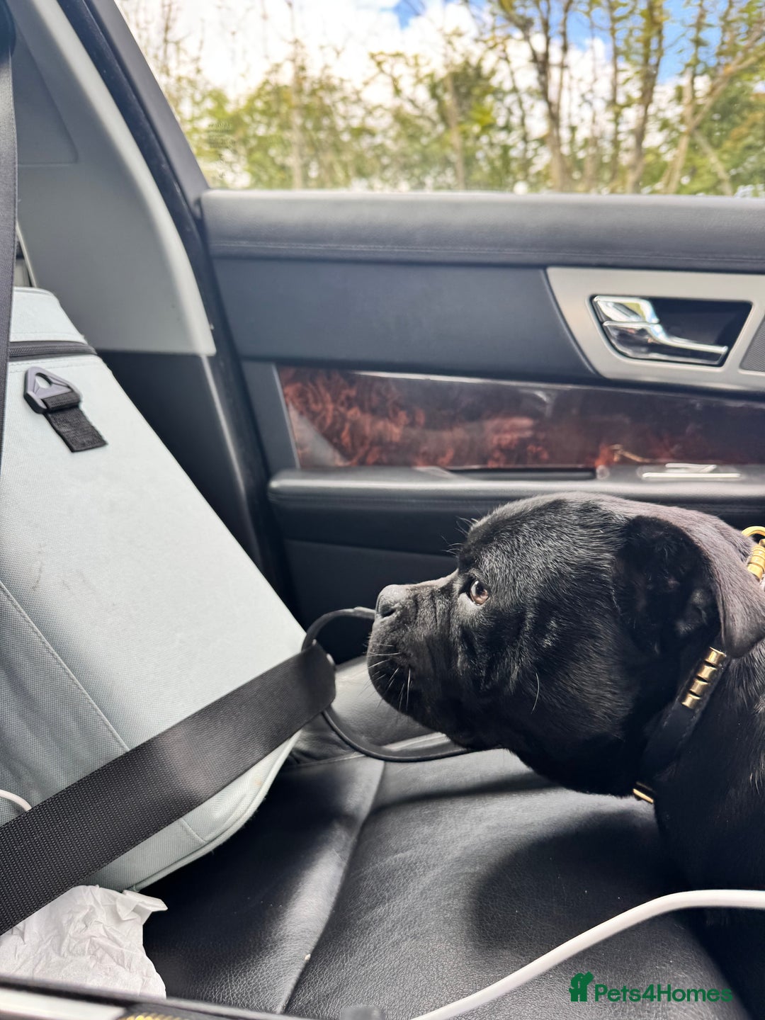 Staffordshire Bull Terrier dogs for stud: Champion sire black carrying blue Stafford stud  - Image 6