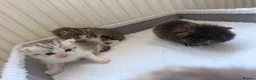 Persian cats for sale: Adorable Persian chinchilla mixed kittens  in Luton - Advert 23