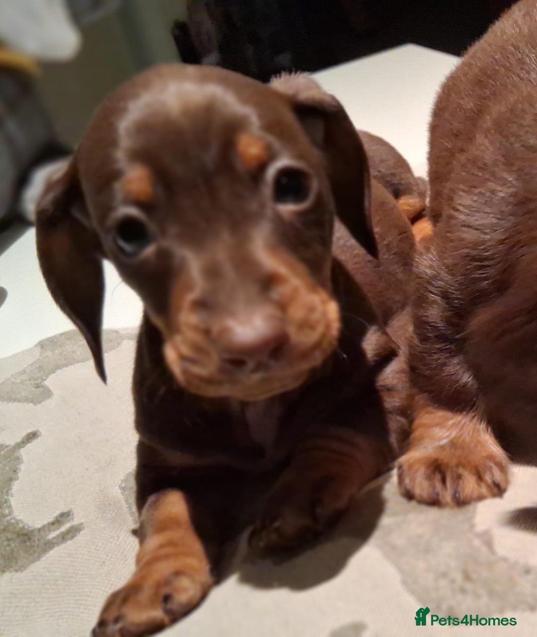 Miniature Dachshund dogs for sale: MINIATURE DASCHUND BOYS  - Advert 11