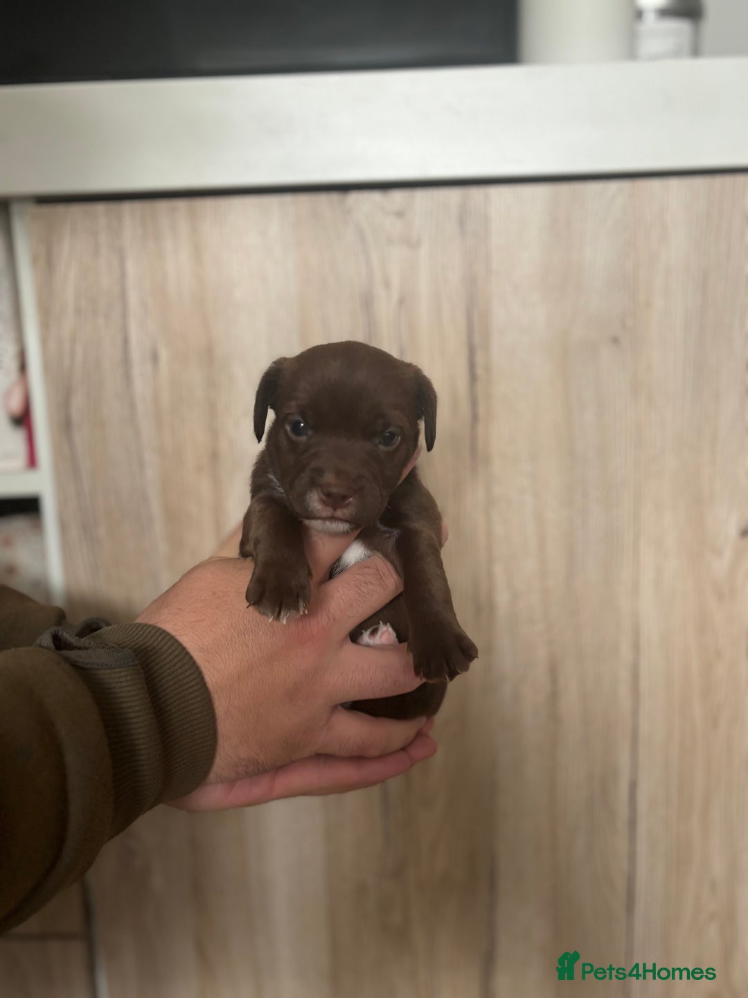 Patterdale Terrier dogs for sale: 3 gorgeous patterdale puppies  - Image 4