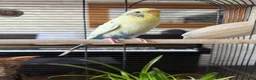 Budgerigars birds for sale: Young Budgies in Carlisle - Advert 3
