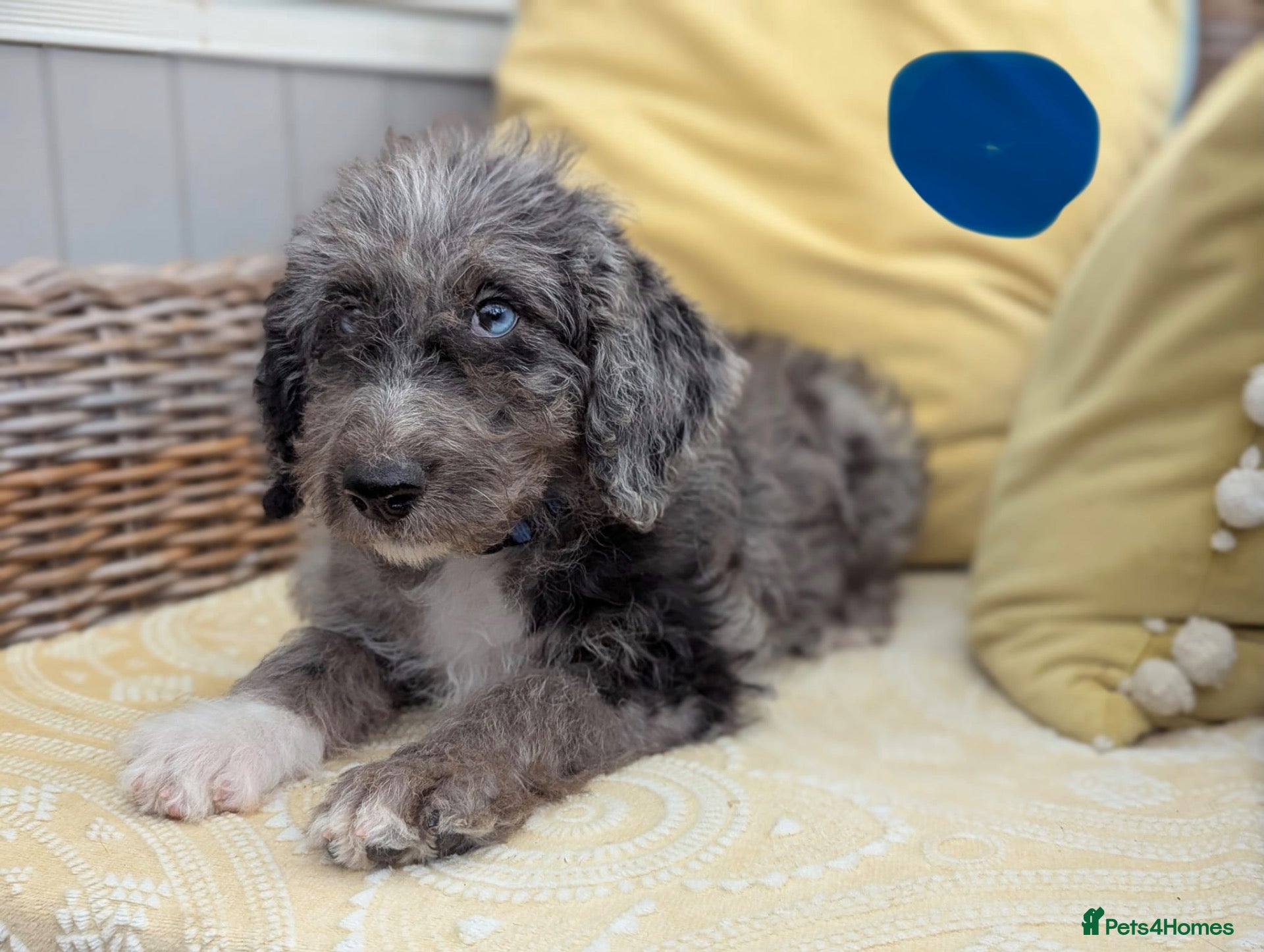 Bordoodle dogs Standard Bordoodle Puppies - Advert 2