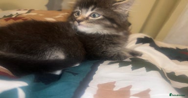 Mixed Breed cats - Advert 15