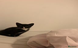 Mixed Breed cats for sale: Tuxedo Tabby kittens  - Image 7