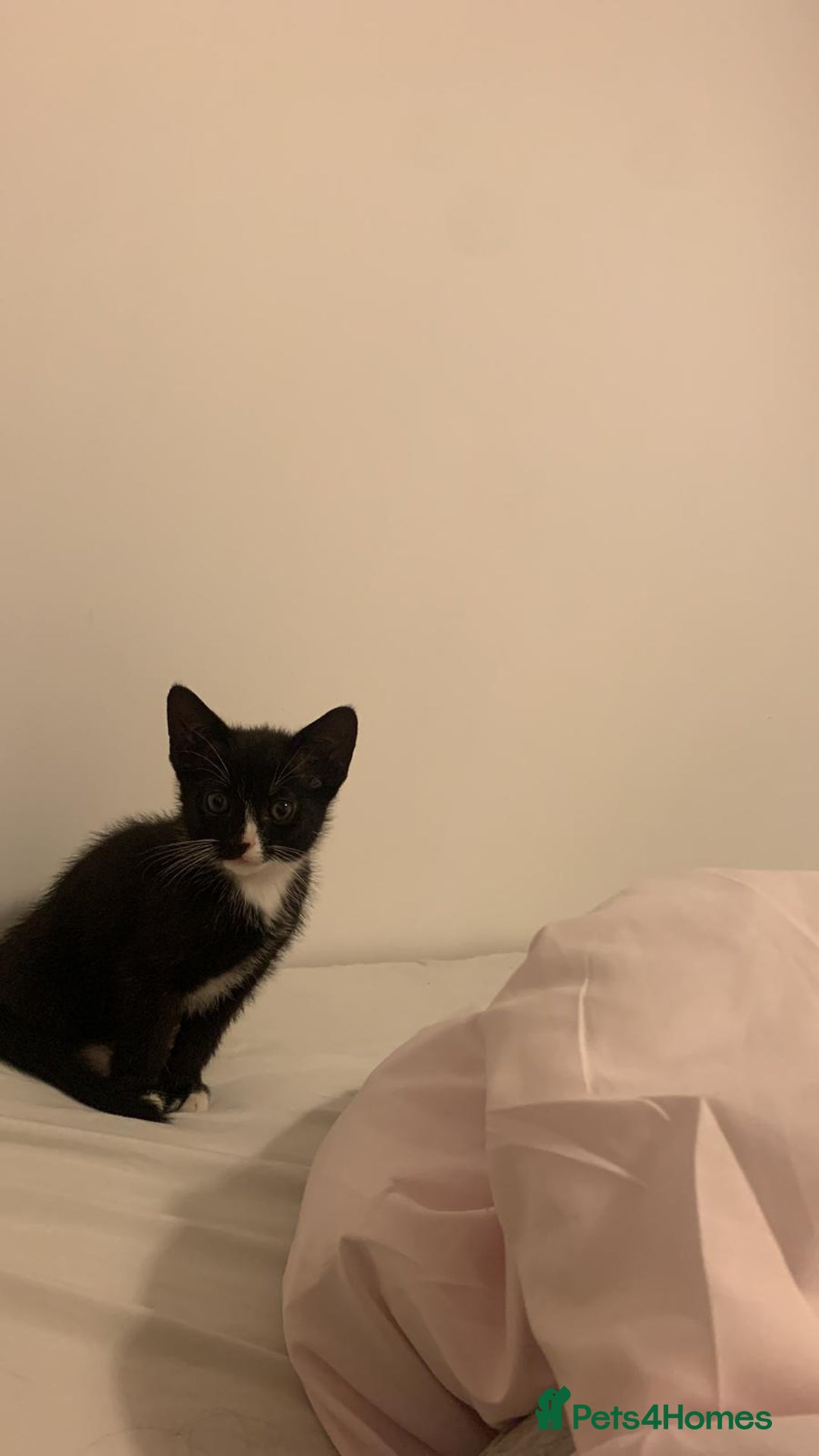Mixed Breed cats for sale: Tuxedo Tabby kittens  - Image 7