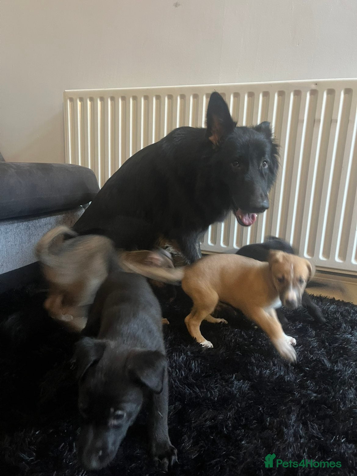 Mixed Breed dogs German shepard x - Advert 6