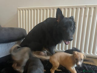 Mixed Breed dogs German shepard x - Advert 1