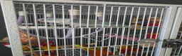 Parrots birds for sale: Aqua blue baby quaker  - Advert 2