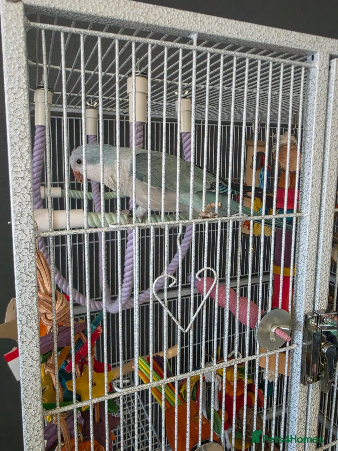 Parrots birds for sale: Aqua blue baby quaker  - Advert 2