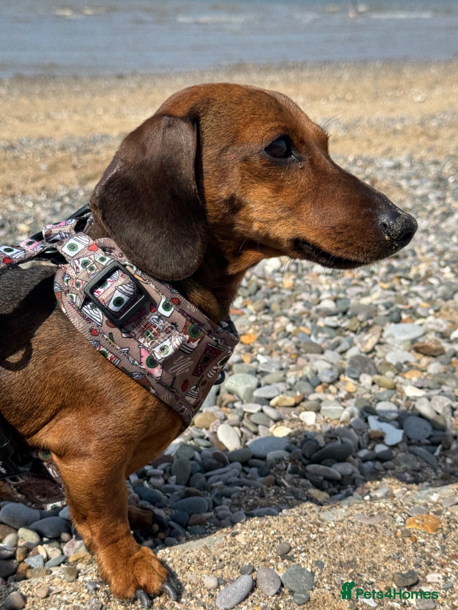 Miniature Dachshund dogs MINIATURE DACHSHUND FOR STUD - Advert 5