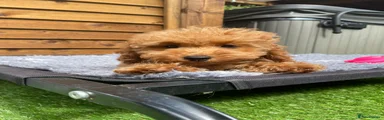 Cockapoo 8