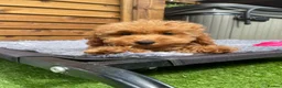 Cockapoo dogs for sale: Tiny Toy F1B Cockapoos. FULLY VAX’D! LAST 2 BOYS!! - Advert 4
