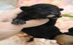 Cavapoo dogs for sale: Health Tested Cavapoo Puppies - Image 10