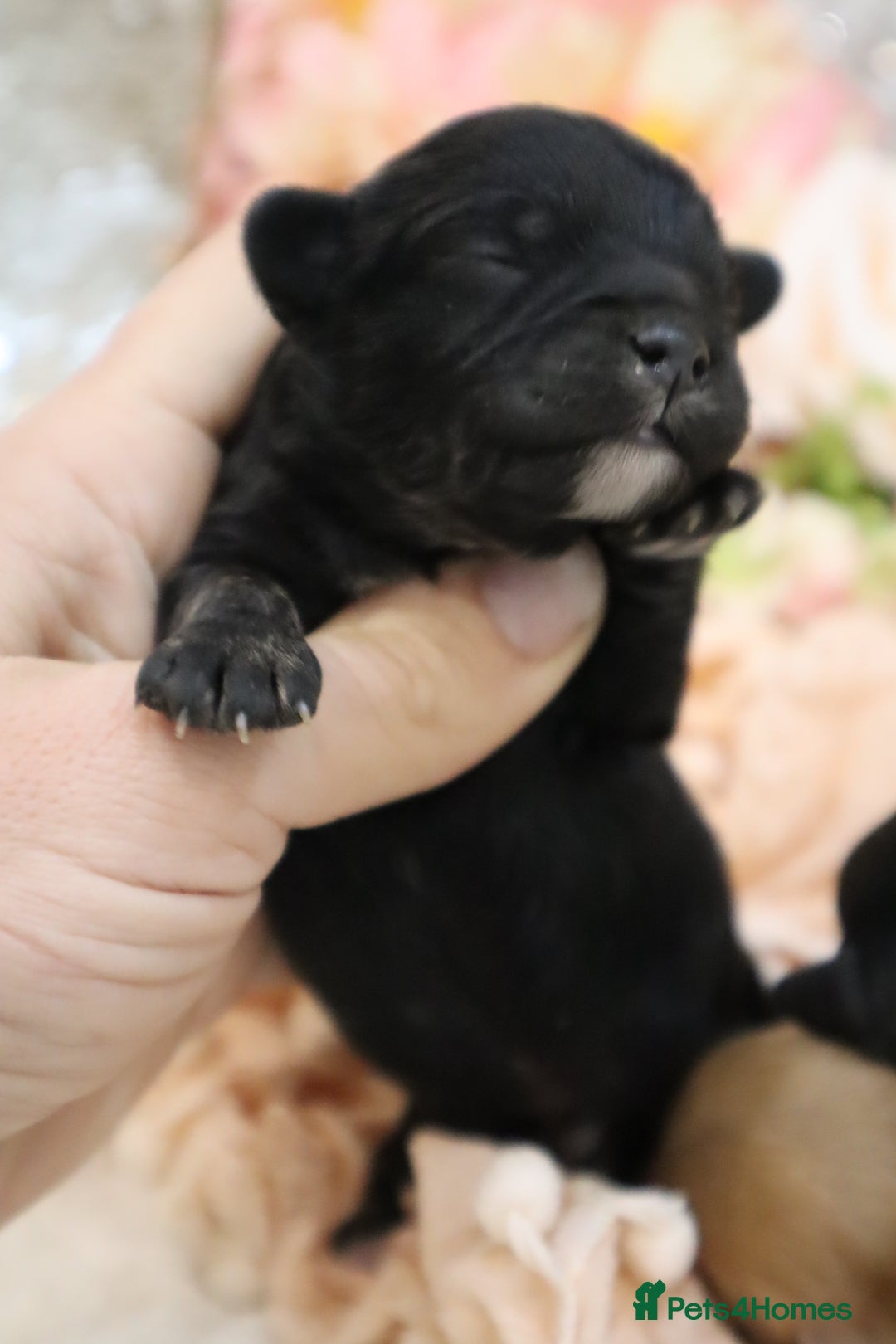 Cavapoo dogs for sale: Health Tested Cavapoo Puppies - Image 10