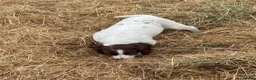English Springer Spaniel dogs for sale: Lovely Little Lady - Advert 3