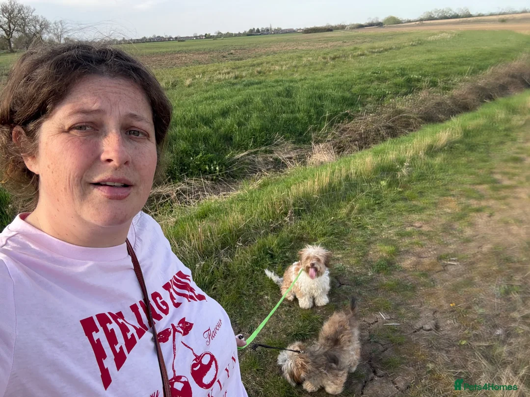 Yorkiepoo dogs for sale: Peaches and teddy  - Advert 17