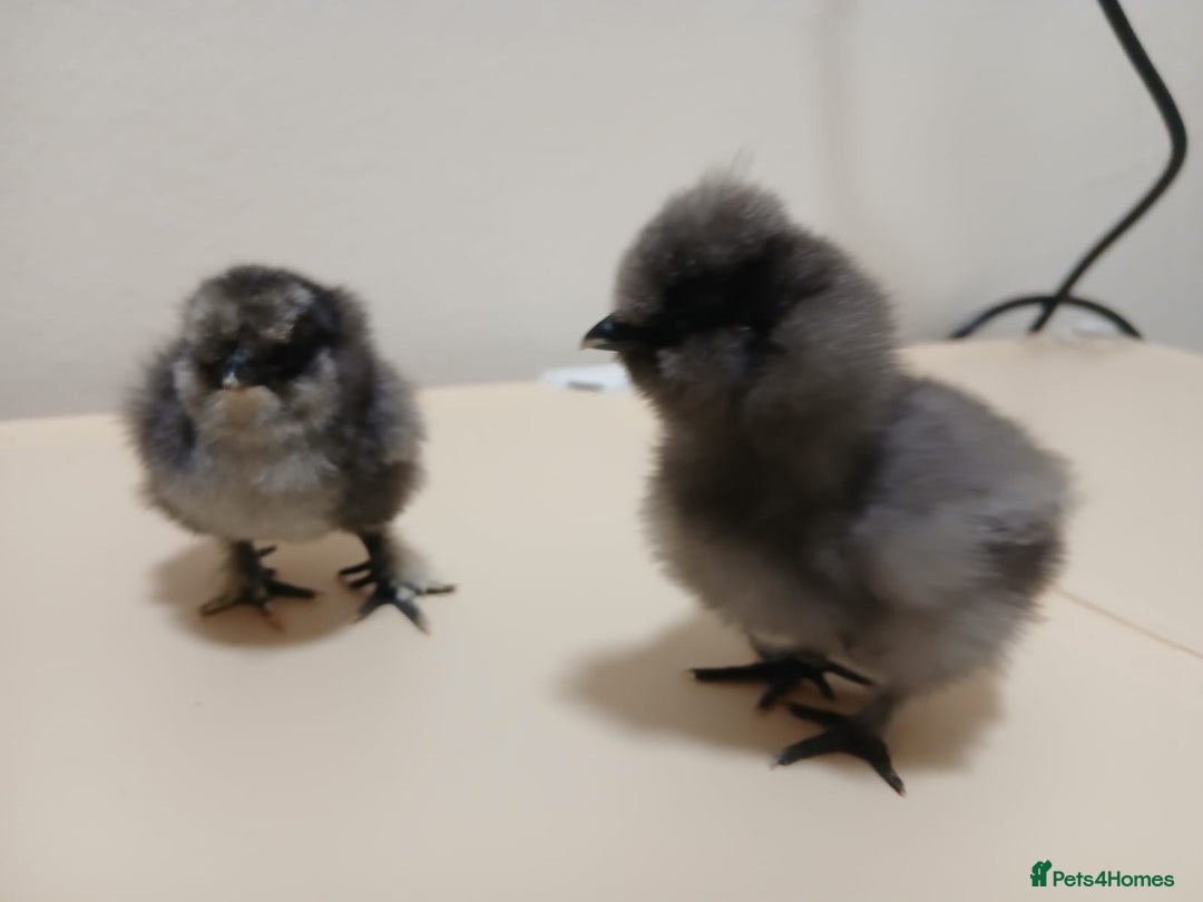 Chickens poultry for sale: Bantam Silkie Chicks Looking for Their New Coops - Advert 8