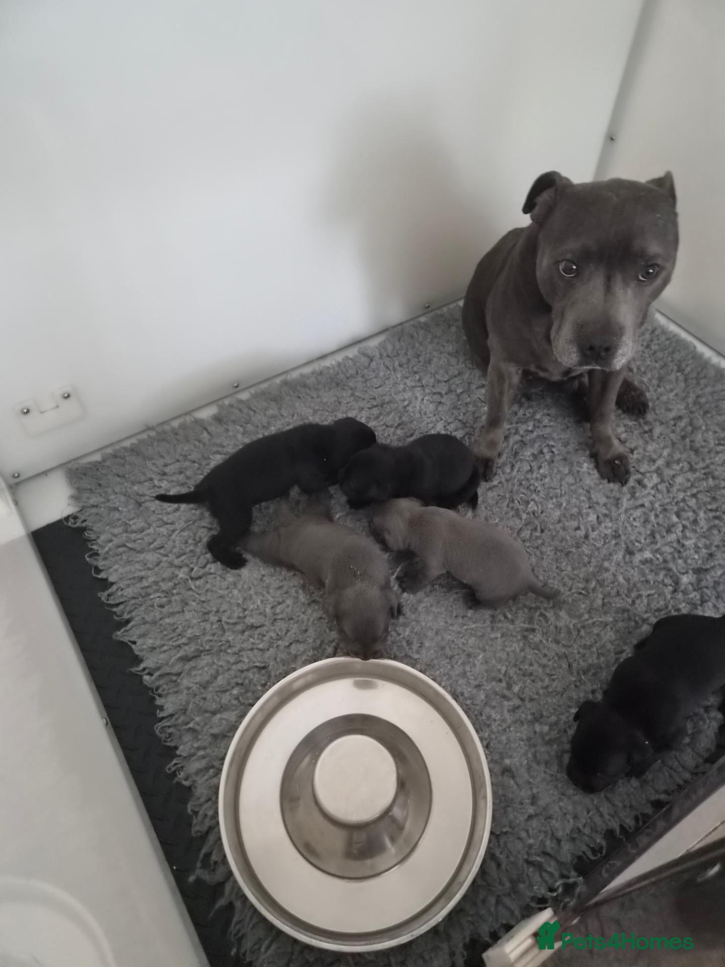 Staffordshire Bull Terrier dogs Beautiful black and blue staffy pups - Advert 1