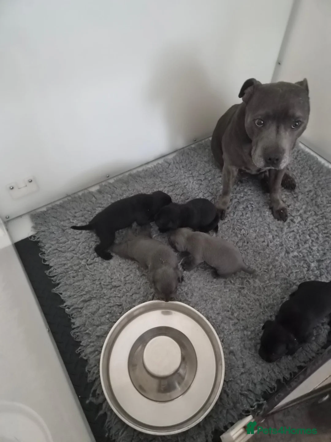 Staffordshire Bull Terrier dogs for sale: Beautiful black and blue staffy pups - Advert 1