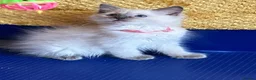 Ragdoll cats for sale: GCCF Сhampion Bloodline Ragdoll 5 GenPedigree 🏆🌟 - Advert 8