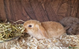 Mini Lop rabbits for sale: Mini lop babies  - Image 6