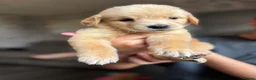 Golden Retriever dogs for sale: Beautiful golden retriever puppies  - Advert 13