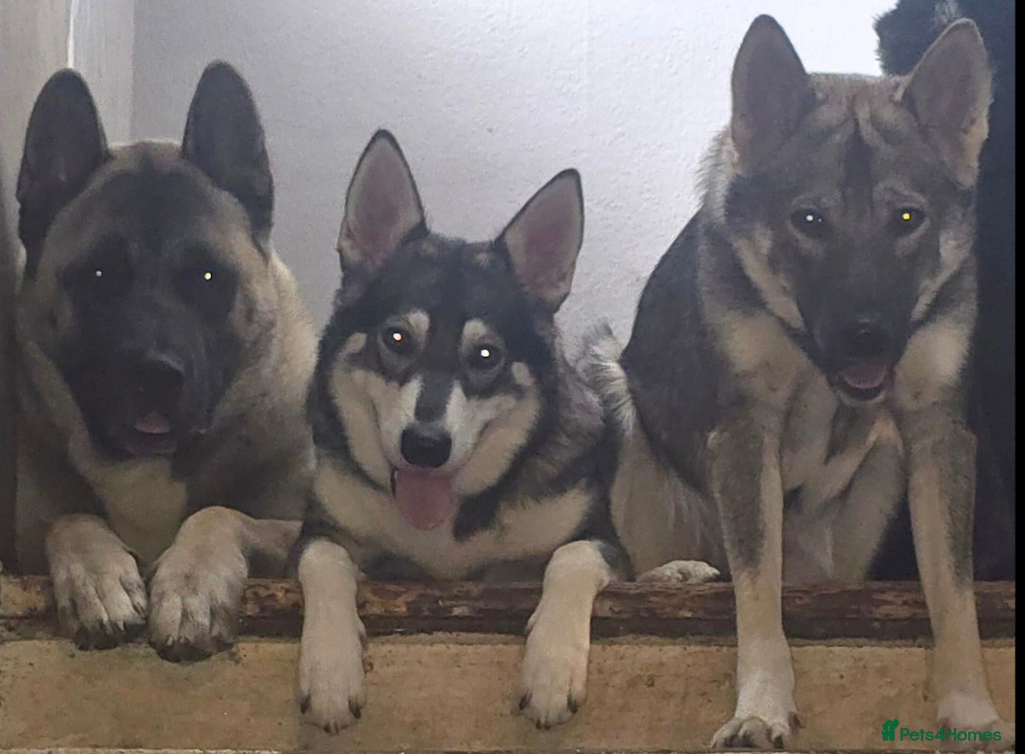 Mixed Breed dogs Northern inuit cross American akita female  - Advert 9