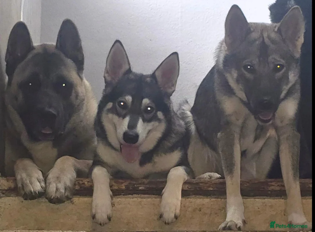 Mixed Breed dogs for sale: Northern inuit cross American akita female  - Advert 1