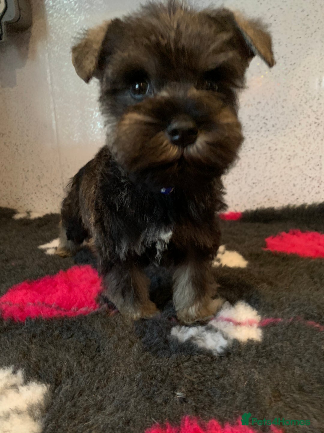 Miniature Schnauzer dogs for sale: Miniature schnauzer puppies  - Advert 6