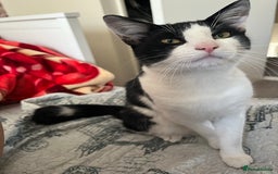 British Shorthair cats for sale: Male cat  - Image 8