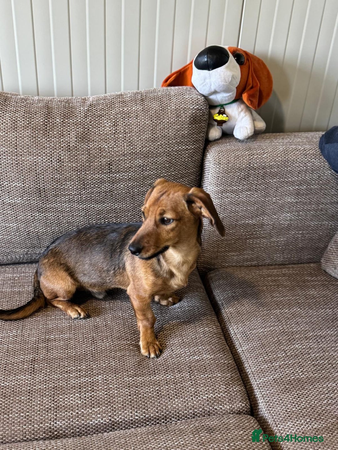 Mixed Breed dogs for adoption: Cutie pie Alex ready for his home - Advert 16