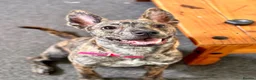 Mixed Breed dogs for sale: Rosie  in Hartlepool - Advert 6