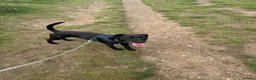 Patterdale Terrier dogs for sale: Cody the Patterdale Terrier  in Scunthorpe - Advert 3