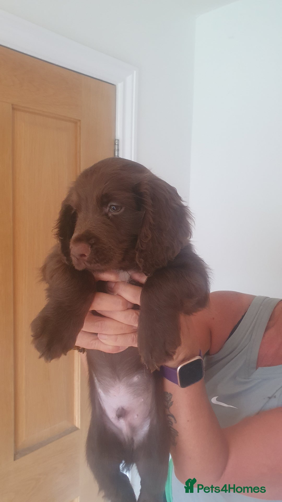 Sprocker dogs for sale: Sprokers for sale - Image 4