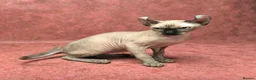 Sphynx cats for stud: Elf sphynx  - Advert 6