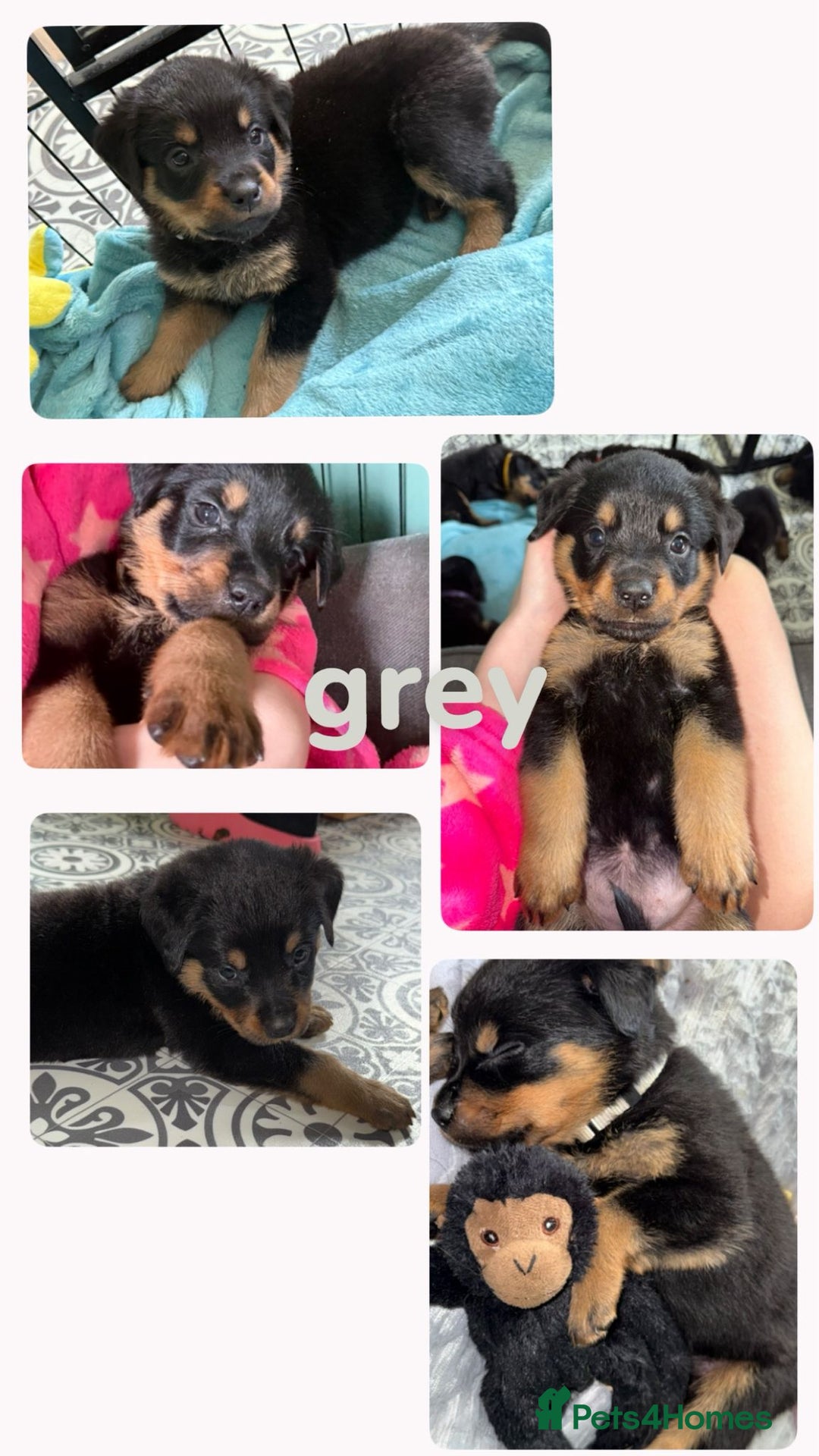Rottweiler dogs for sale: Rottweiler Champion bloodline  - Image 14