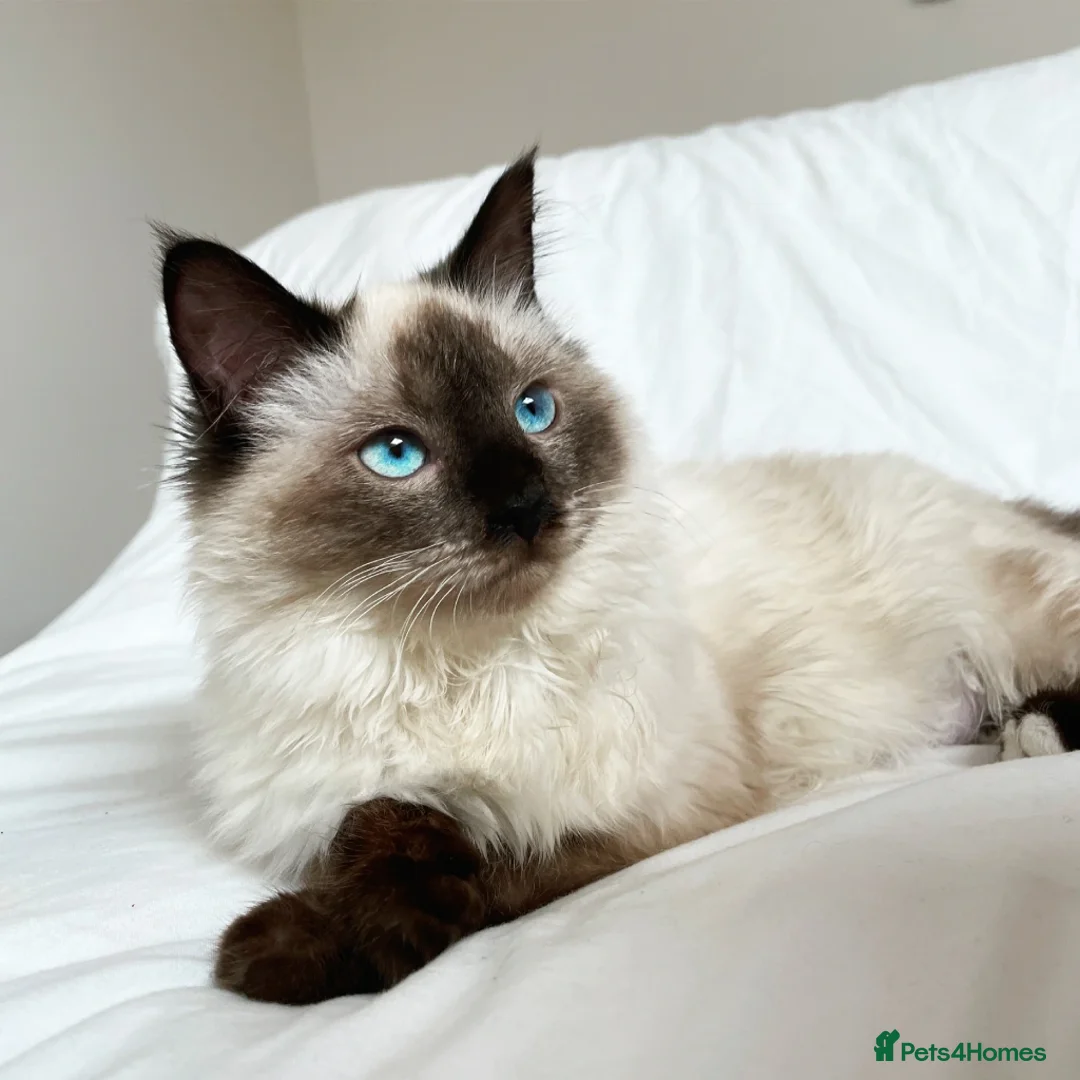 Ragdoll cats for sale: Beautiful ragdoll kittens  - Advert 9