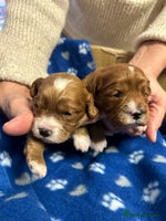 Cavapoo dogs Stunning litter of F1 cavapoo puppies,DWKC reg - Advert 5