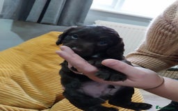 Cockapoo dogs for sale: Adorable Cockapoo puppies  - Image 21