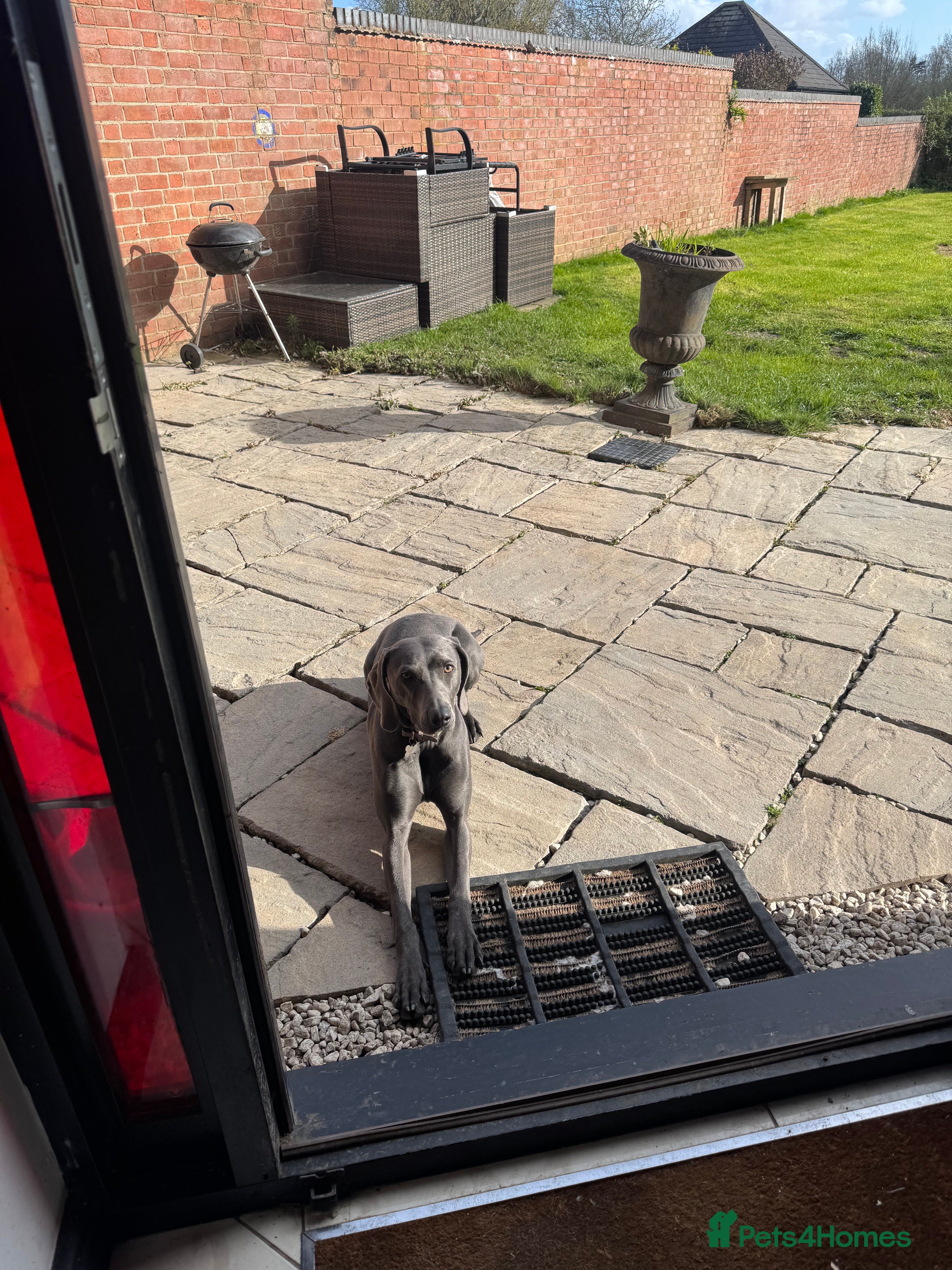 Weimaraner dogs Nala - 2 year old blue Weimaraner - Advert 2