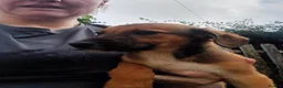 Mixed Breed dogs for sale: Border collie x puppies - Advert 11