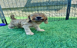 Cockapoo dogs for sale: Westcraigs Cockapoos - Image 17