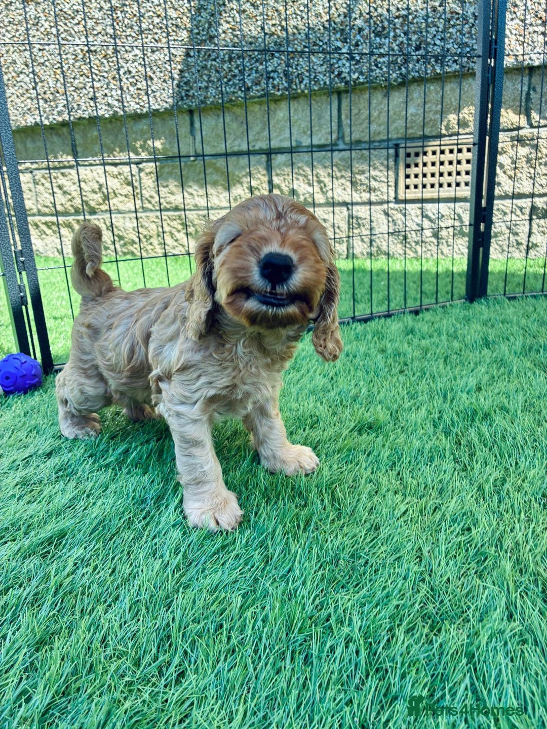 Cockapoo dogs for sale: Westcraigs Cockapoos - Image 17