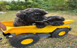 Maltipoo dogs for sale: Gorgeous tiny toy F1 Maltipoo puppies  - Image 21