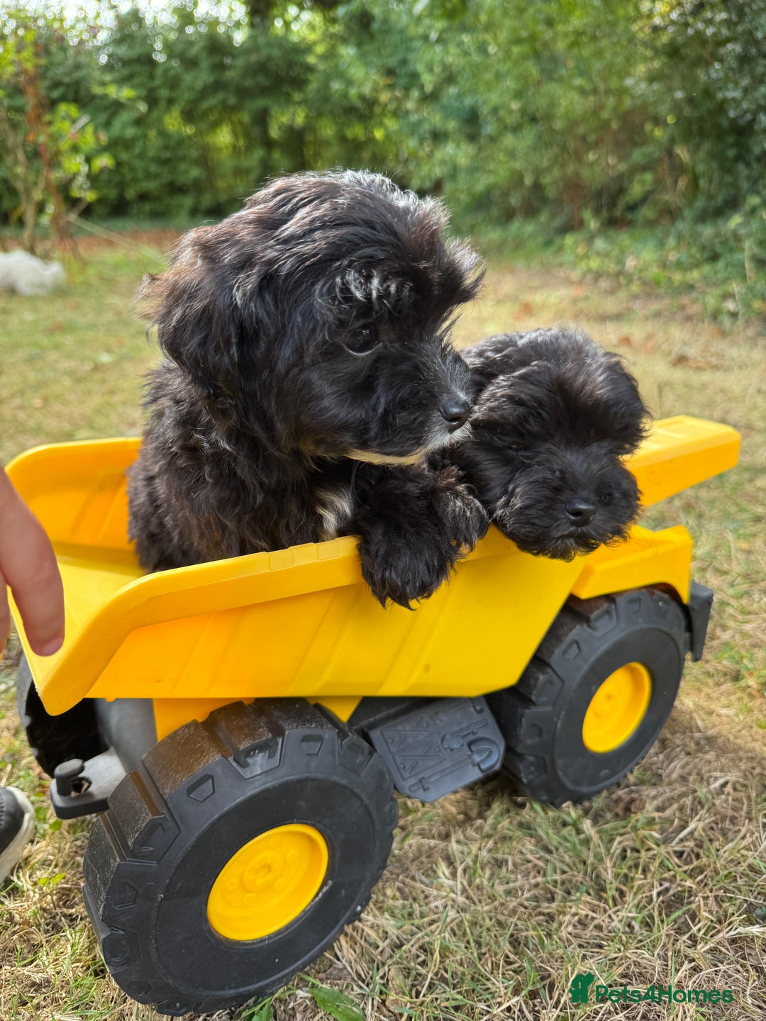Maltipoo dogs for sale: Gorgeous tiny toy F1 Maltipoo puppies  - Image 21