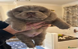 Chow Chow dogs for sale: Outstanding Baby Bears - Image 16