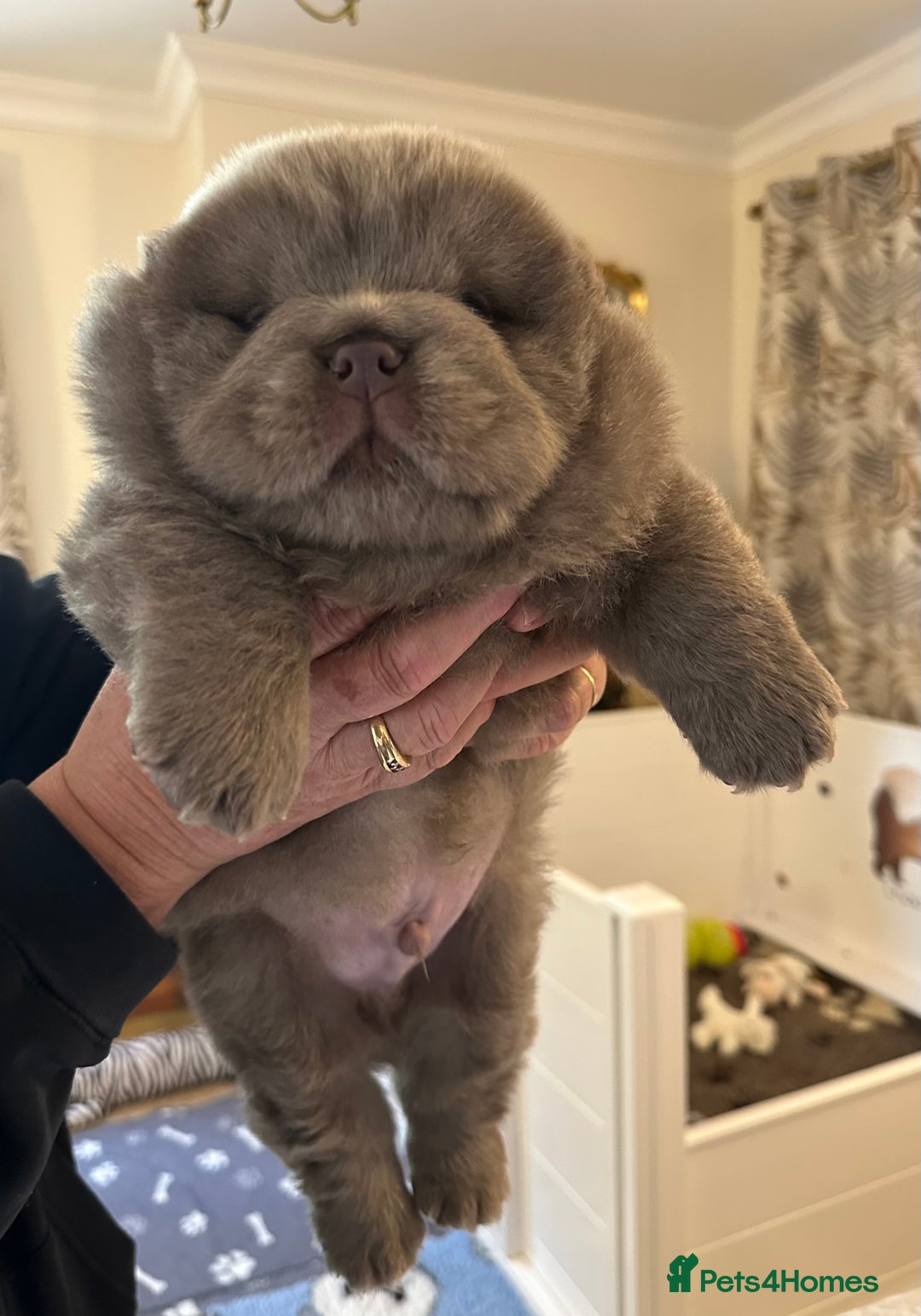 Chow Chow dogs for sale: Outstanding Baby Bears - Image 16