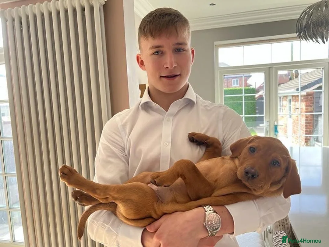 Labrador Retriever dogs for sale: KC FTCH WORKING FOX RED LABRADOR’S - Advert 8