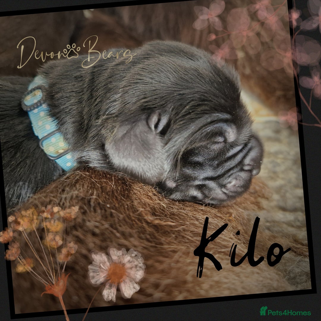 Newfoundland dogs for sale: KILO - light blue collar  - FULLY HEALTH Tested KC Newfoundland Puppies - Image 1