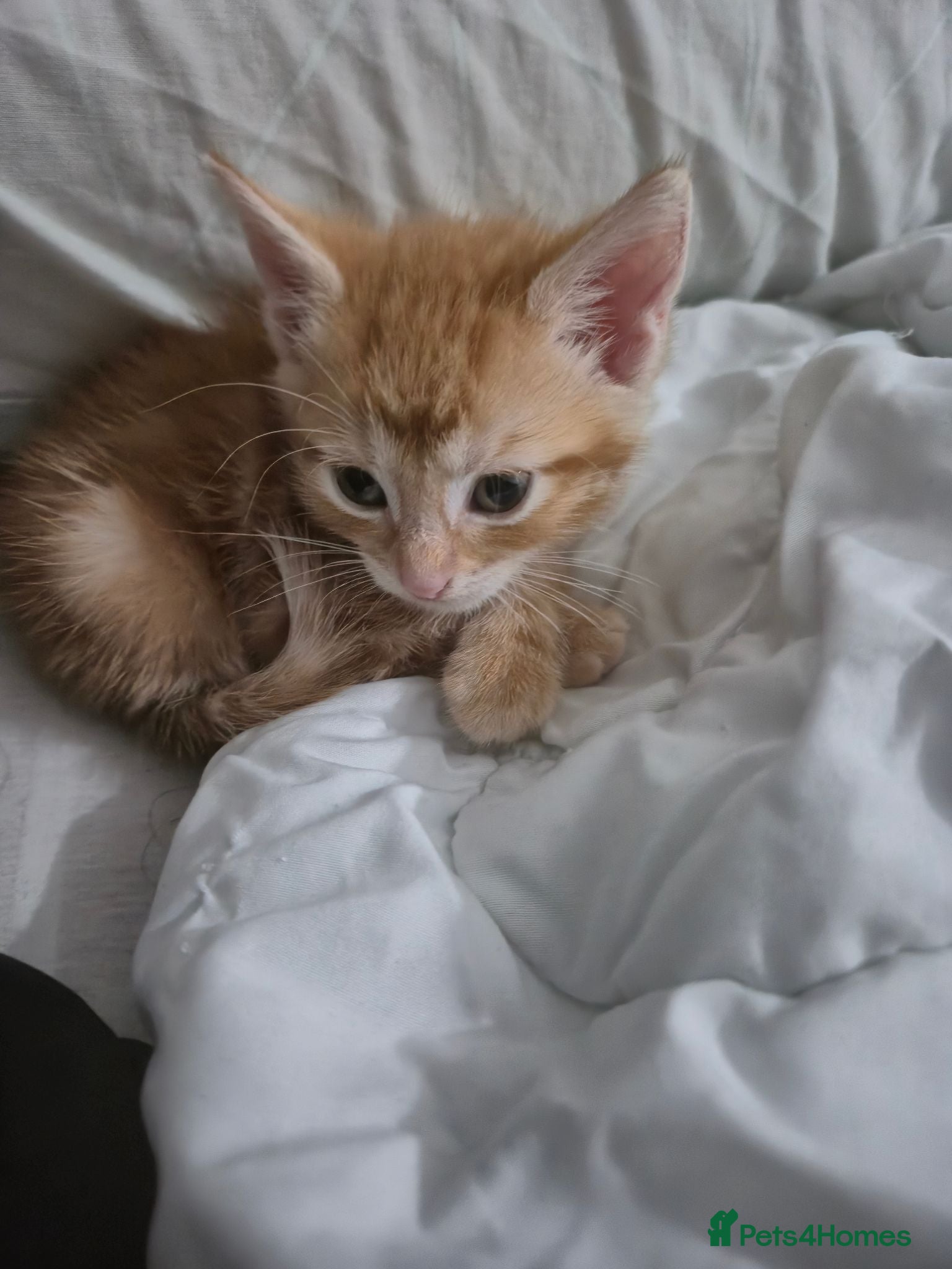 Mixed Breed cats Please read description!! 3 adorable - Advert 5